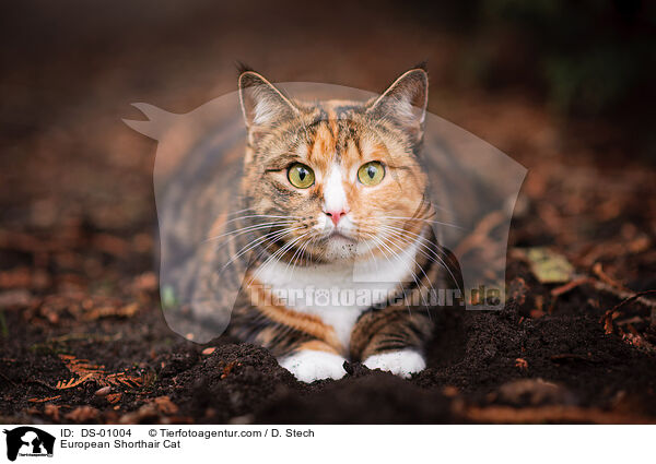 European Shorthair Cat / DS-01004