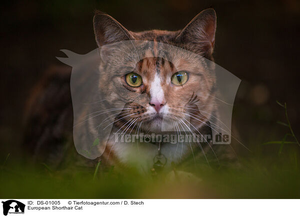European Shorthair Cat / DS-01005