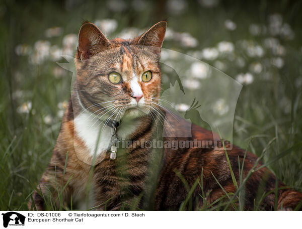 European Shorthair Cat / DS-01006