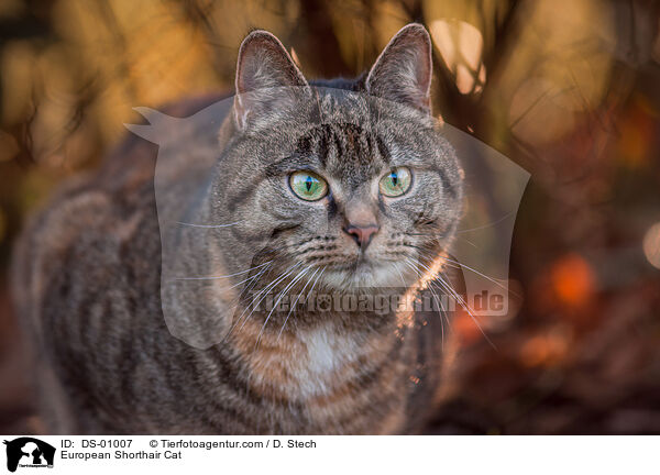 European Shorthair Cat / DS-01007