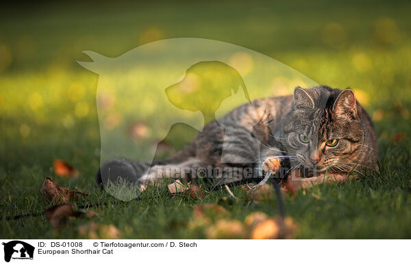 European Shorthair Cat / DS-01008