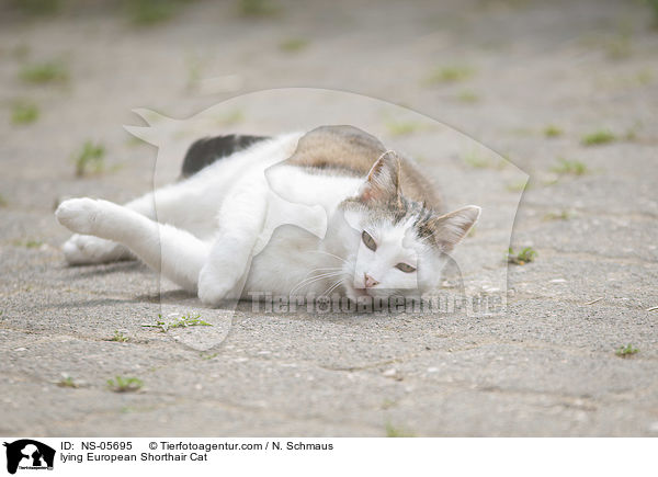 liegende Europisch Kurzhaar Katze / lying European Shorthair Cat / NS-05695