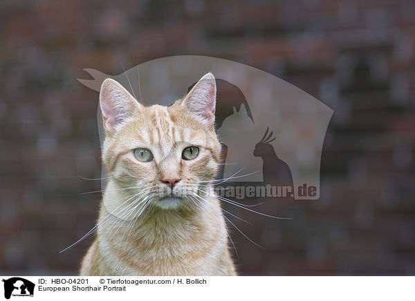 Europisch Kurzhaar Portrait / European Shorthair Portrait / HBO-04201