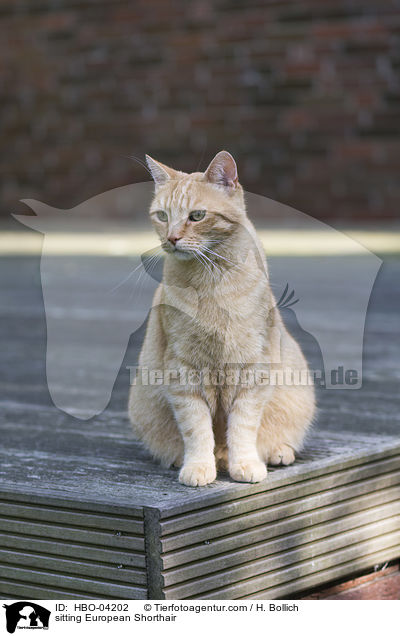 sitzende Europisch Kurzhaar / sitting European Shorthair / HBO-04202