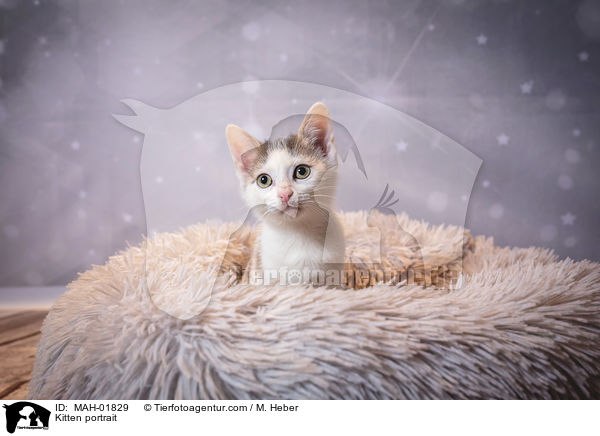 Ktzchen Portrait / Kitten portrait / MAH-01829