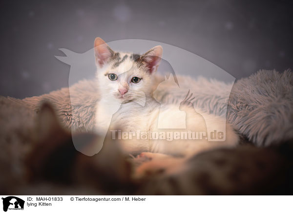 liegende Ktzchen / lying Kitten / MAH-01833