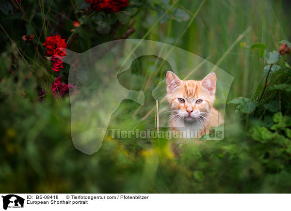Europisch Kurzhaar Portrait / European Shorthair portrait / BS-08418