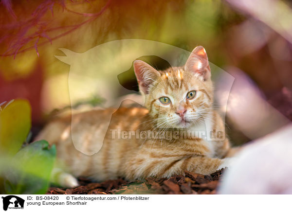 junge Europisch Kurzhaar / young European Shorthair / BS-08420