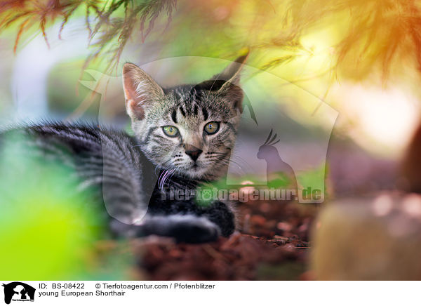 junge Europisch Kurzhaar / young European Shorthair / BS-08422