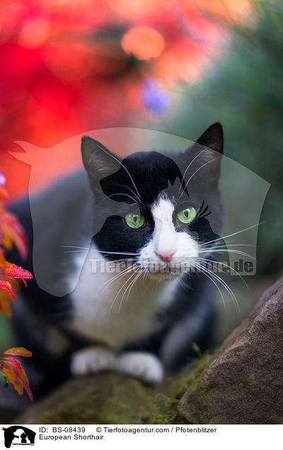 Europisch Kurzhaar / European Shorthair / BS-08439