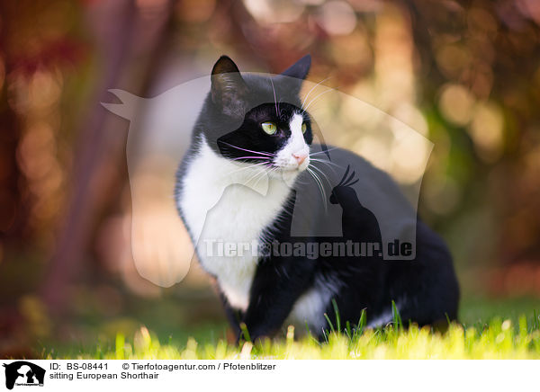 sitzende Europisch Kurzhaar / sitting European Shorthair / BS-08441