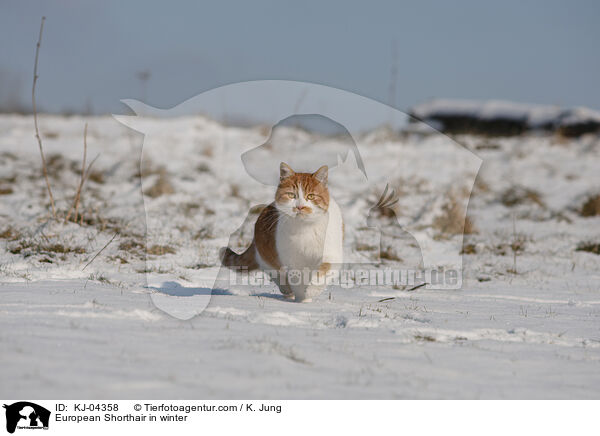 Europisch Kurzhaar im Winter / European Shorthair in winter / KJ-04358