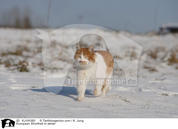 Europisch Kurzhaar im Winter / European Shorthair in winter / KJ-04360