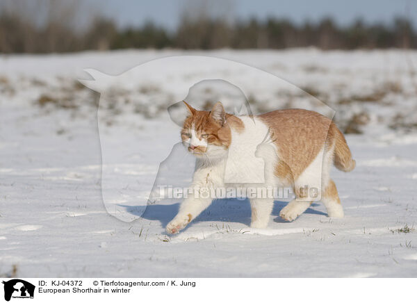 Europisch Kurzhaar im Winter / European Shorthair in winter / KJ-04372