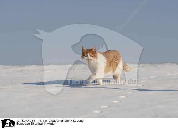 Europisch Kurzhaar im Winter / European Shorthair in winter / KJ-04381