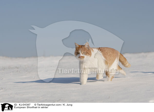 Europisch Kurzhaar im Winter / European Shorthair in winter / KJ-04387