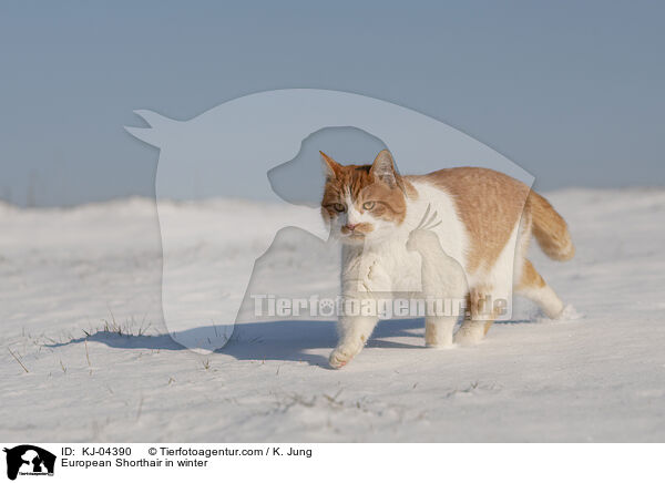 Europisch Kurzhaar im Winter / European Shorthair in winter / KJ-04390