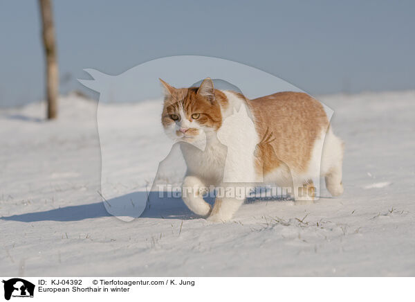 Europisch Kurzhaar im Winter / European Shorthair in winter / KJ-04392