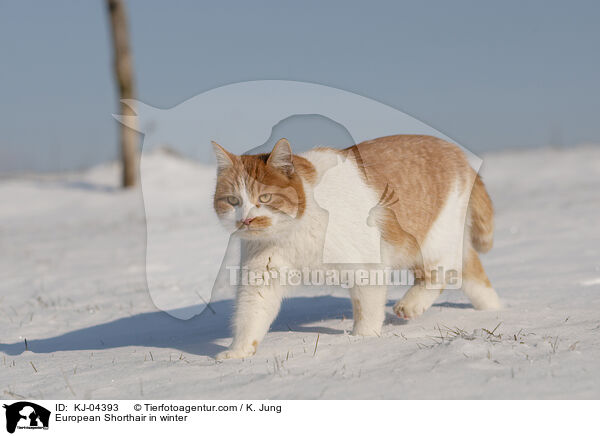 Europisch Kurzhaar im Winter / European Shorthair in winter / KJ-04393
