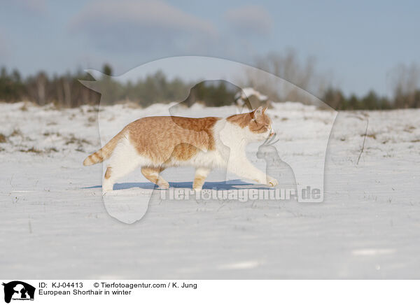 Europisch Kurzhaar im Winter / European Shorthair in winter / KJ-04413