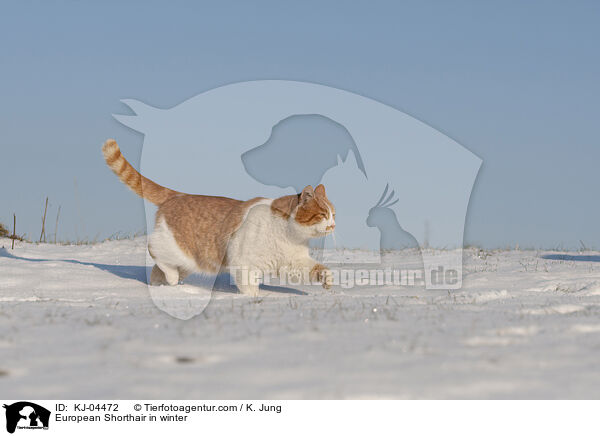 Europisch Kurzhaar im Winter / European Shorthair in winter / KJ-04472