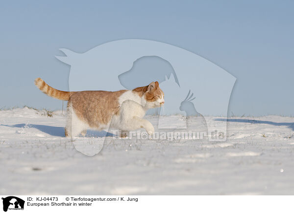 Europisch Kurzhaar im Winter / European Shorthair in winter / KJ-04473