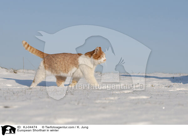 Europisch Kurzhaar im Winter / European Shorthair in winter / KJ-04474
