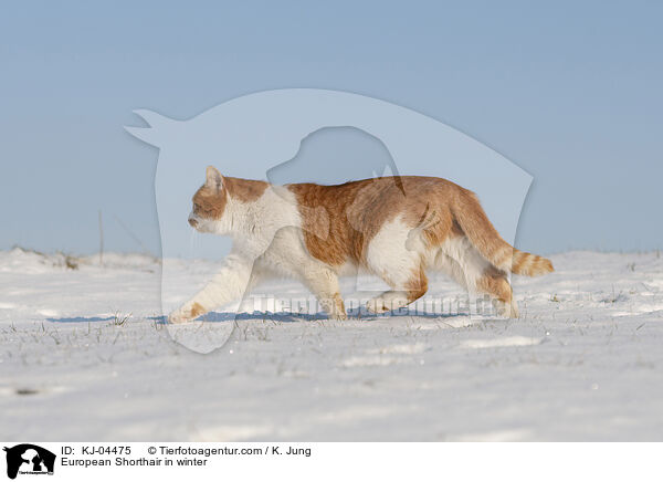 Europisch Kurzhaar im Winter / European Shorthair in winter / KJ-04475
