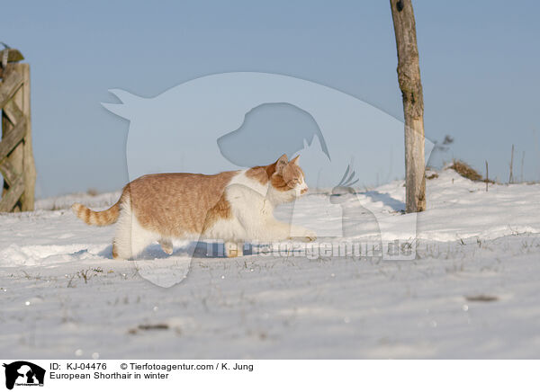 Europisch Kurzhaar im Winter / European Shorthair in winter / KJ-04476