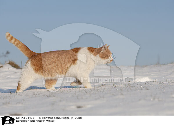 Europisch Kurzhaar im Winter / European Shorthair in winter / KJ-04477