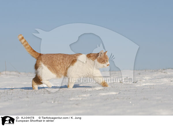 Europisch Kurzhaar im Winter / European Shorthair in winter / KJ-04478