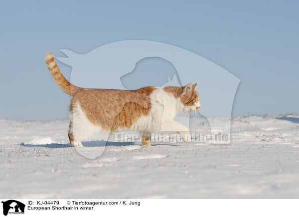 Europisch Kurzhaar im Winter / European Shorthair in winter / KJ-04479
