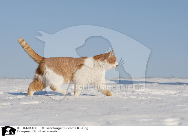 Europisch Kurzhaar im Winter / European Shorthair in winter / KJ-04480