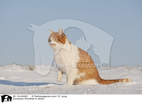 Europisch Kurzhaar im Winter / European Shorthair in winter / KJ-04481