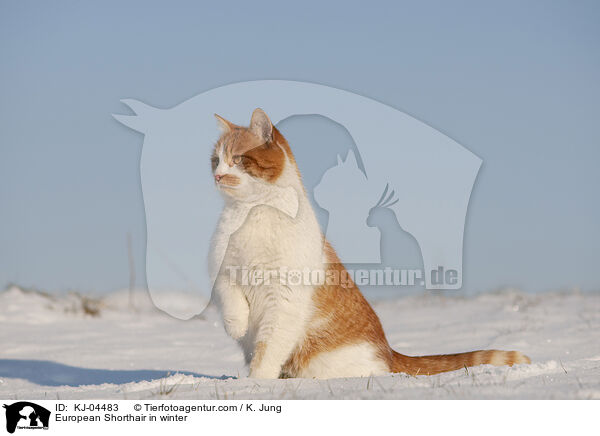 Europisch Kurzhaar im Winter / European Shorthair in winter / KJ-04483
