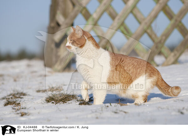 Europisch Kurzhaar im Winter / European Shorthair in winter / KJ-04488