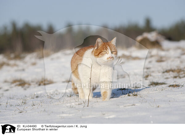 Europisch Kurzhaar im Winter / European Shorthair in winter / KJ-04490