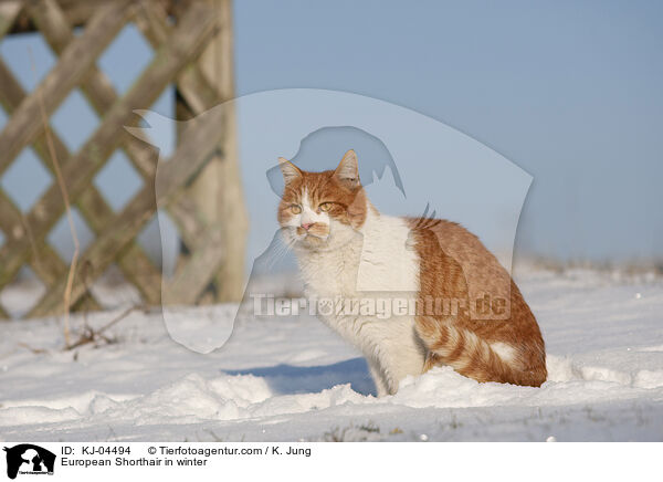 Europisch Kurzhaar im Winter / European Shorthair in winter / KJ-04494