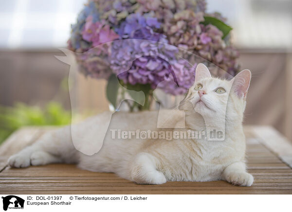 Europisch Kurzhaar / European Shorthair / DOL-01397