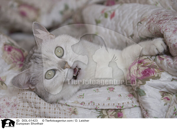 European Shorthair / DOL-01423