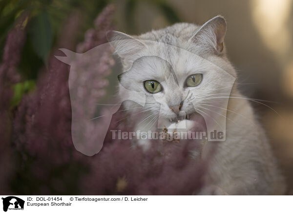 European Shorthair / DOL-01454