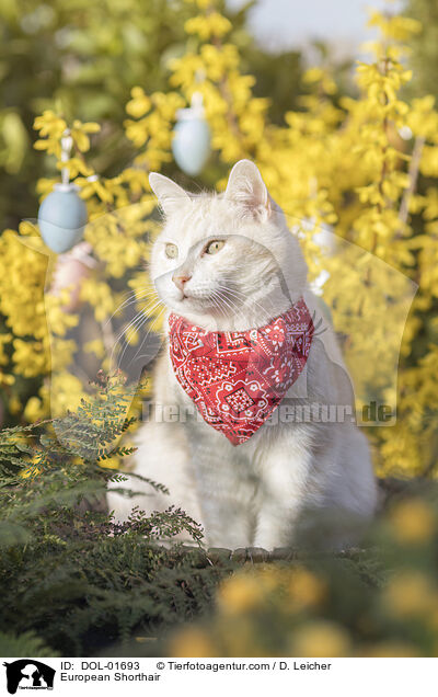 Europisch Kurzhaar / European Shorthair / DOL-01693