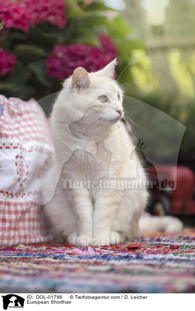 Europisch Kurzhaar / European Shorthair / DOL-01796