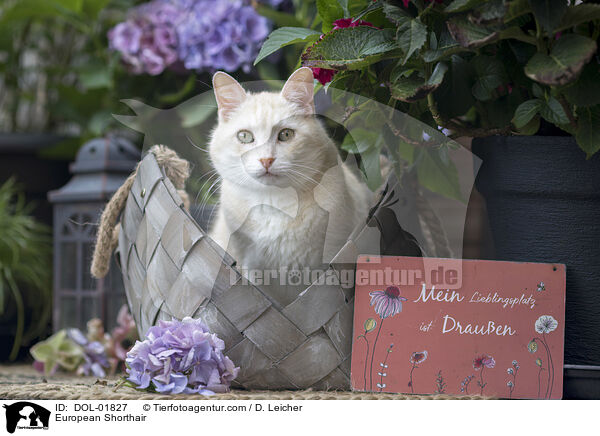 Europisch Kurzhaar / European Shorthair / DOL-01827
