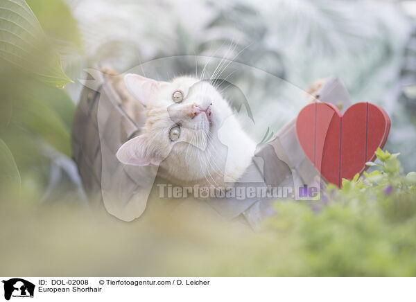 Europisch Kurzhaar / European Shorthair / DOL-02008