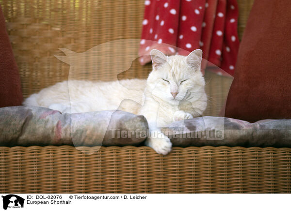 Europisch Kurzhaar / European Shorthair / DOL-02076