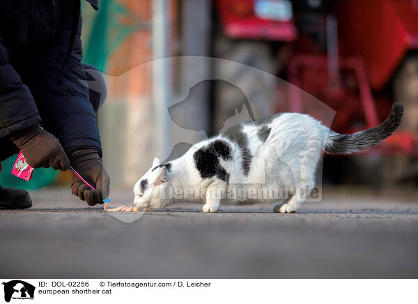 Europisch Kurzhaar / european shorthair cat / DOL-02256