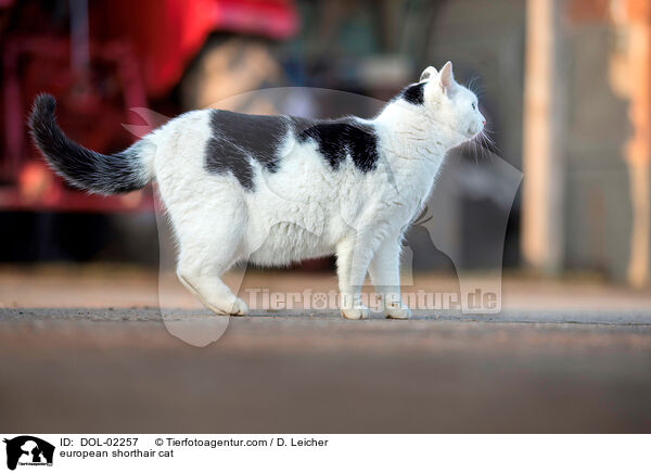 Europisch Kurzhaar / european shorthair cat / DOL-02257