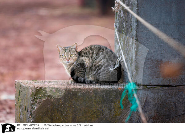 Europisch Kurzhaar / european shorthair cat / DOL-02259