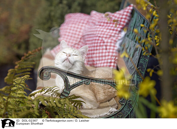 Europisch Kurzhaar / European Shorthair / DOL-02367